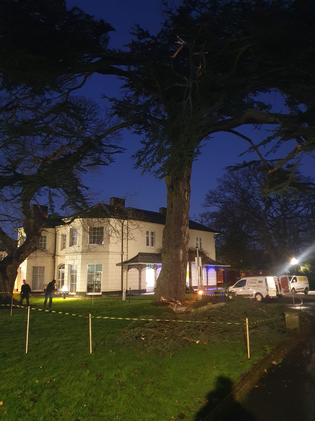 Emergency Tree Surgery Services