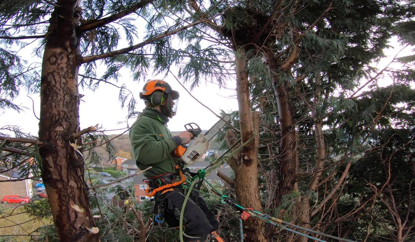 Tree Surgeon Leicester, Coalville, Loughborough