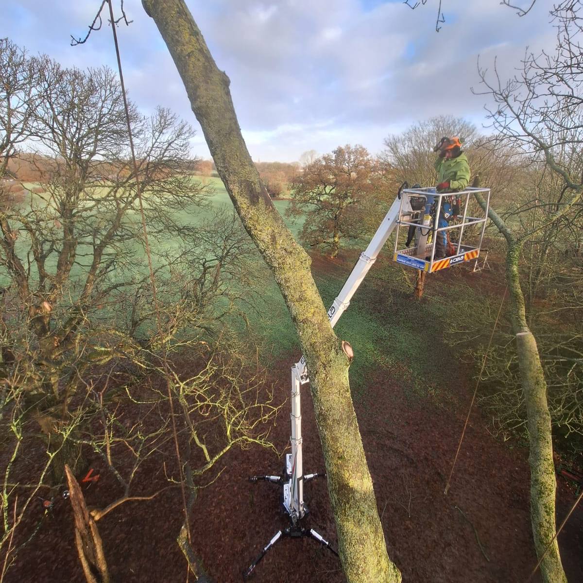 Expert Tree Surgery Leicester, Coalville, Loughborough