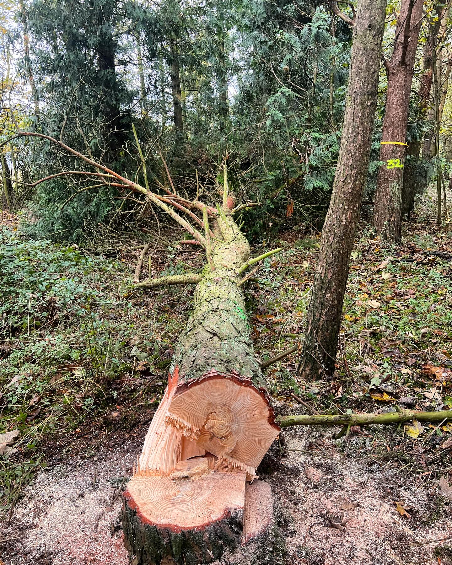 Tree Removal Services Leicester, Coalville, Loughborough