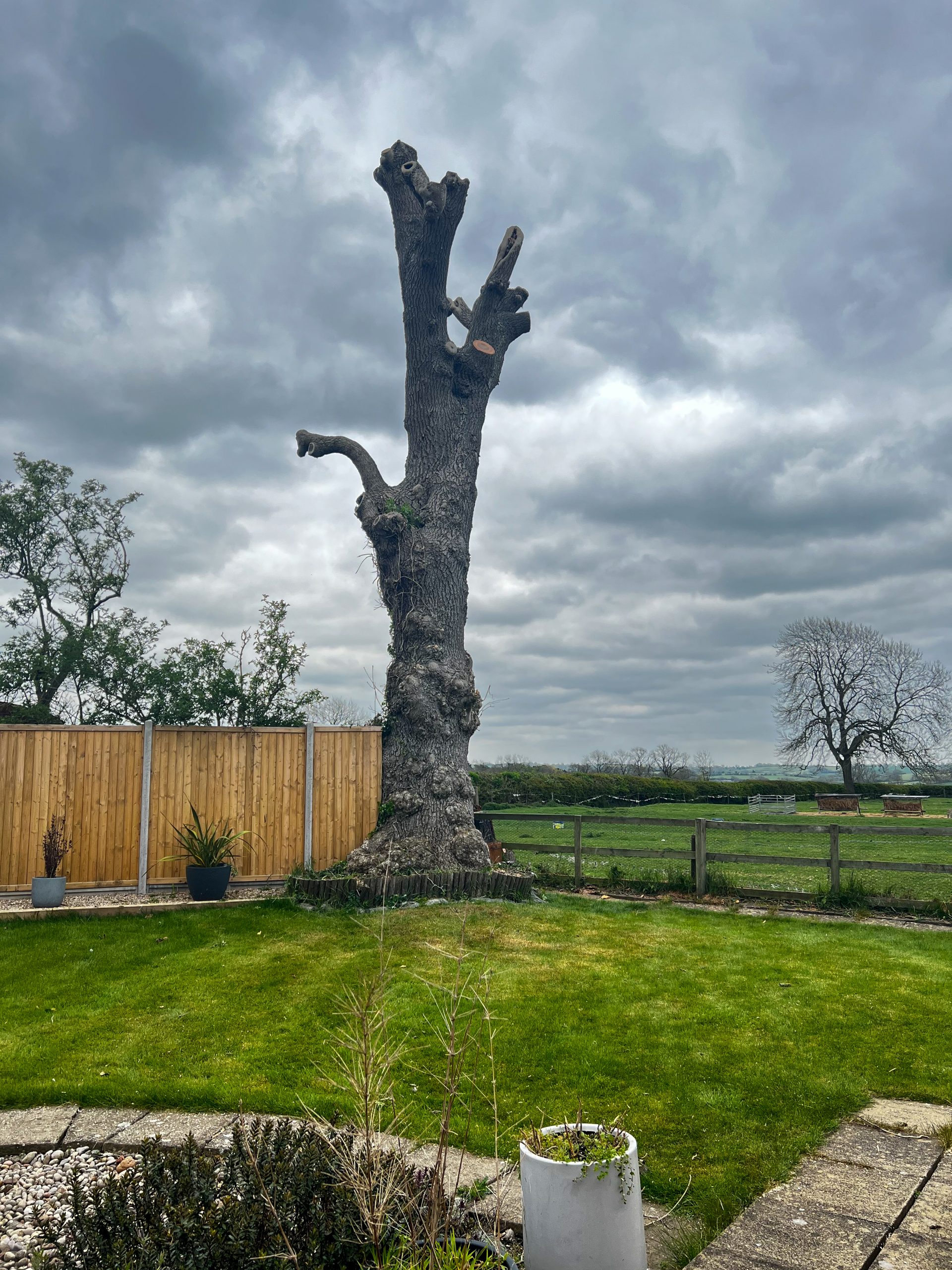 Tree Surgery Services in Leicester, Coalville, Loughborough